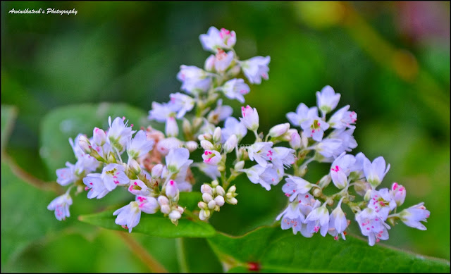 White flowers, set of White Flowers, Pink Color,