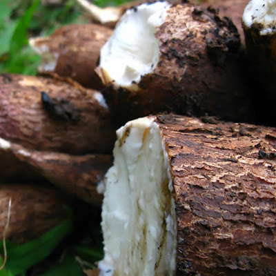 coconut water