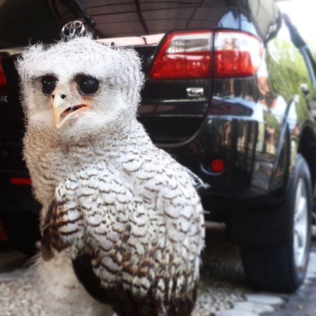 Makanan Burung Hantu