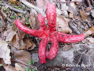 Anthurus d'Archer - Anthurus archeri - Clathrus archeri