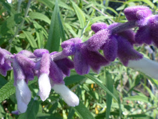 Salvia leucantha - Sauge à fleurs blanches