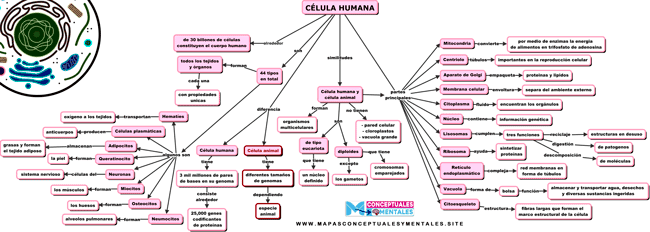 Mapa conceptual de la célula humana