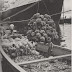 S.S. Andalucia Star loading bananas in the port city of Santos, Brazil. 1939