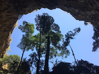 vegetação buraco das araras formosa goias