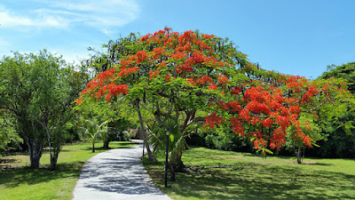 Poinciana tree on lawn beside pathway.