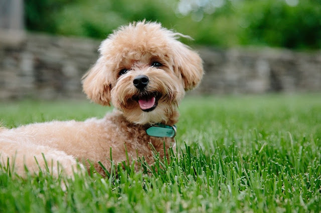 Can Dogs Eat Edamame? CAN I GIVE MY DOG Edamame? Little Known Secret ...