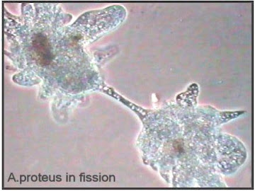 Amoeba membelah diri