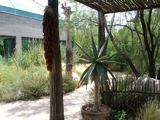 chile ristra and yucca cactus