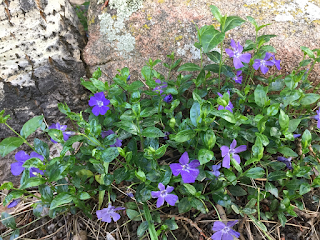 Ground Covers to Enhance your Landscaping