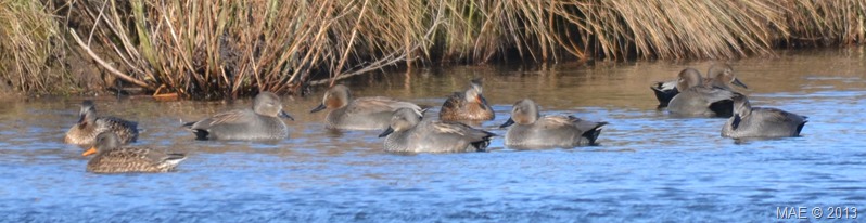 2013-01-27 London Wetland Centre 004