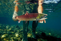 Sockeye salmon that swim the long journey up the Columbia River and into the Snake River in Idaho to spawn are among those most at risk. (Credit: Mark Conlin/VW PICS/UIG via Getty Images) Click to Enlarge.