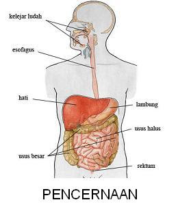 Sistem Pencernaan  pada Manusia Bukan Sekedar Materi