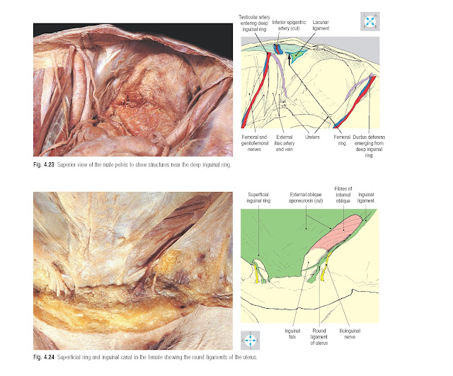 Superior view of the male pelvis to show structures near the deep inguinal ring.