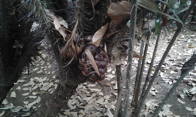 Jakarta Seeks to Preserve Salak Condet from The Extinction