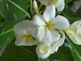 Frangipanier à fleurs blanches - Plumeria alba