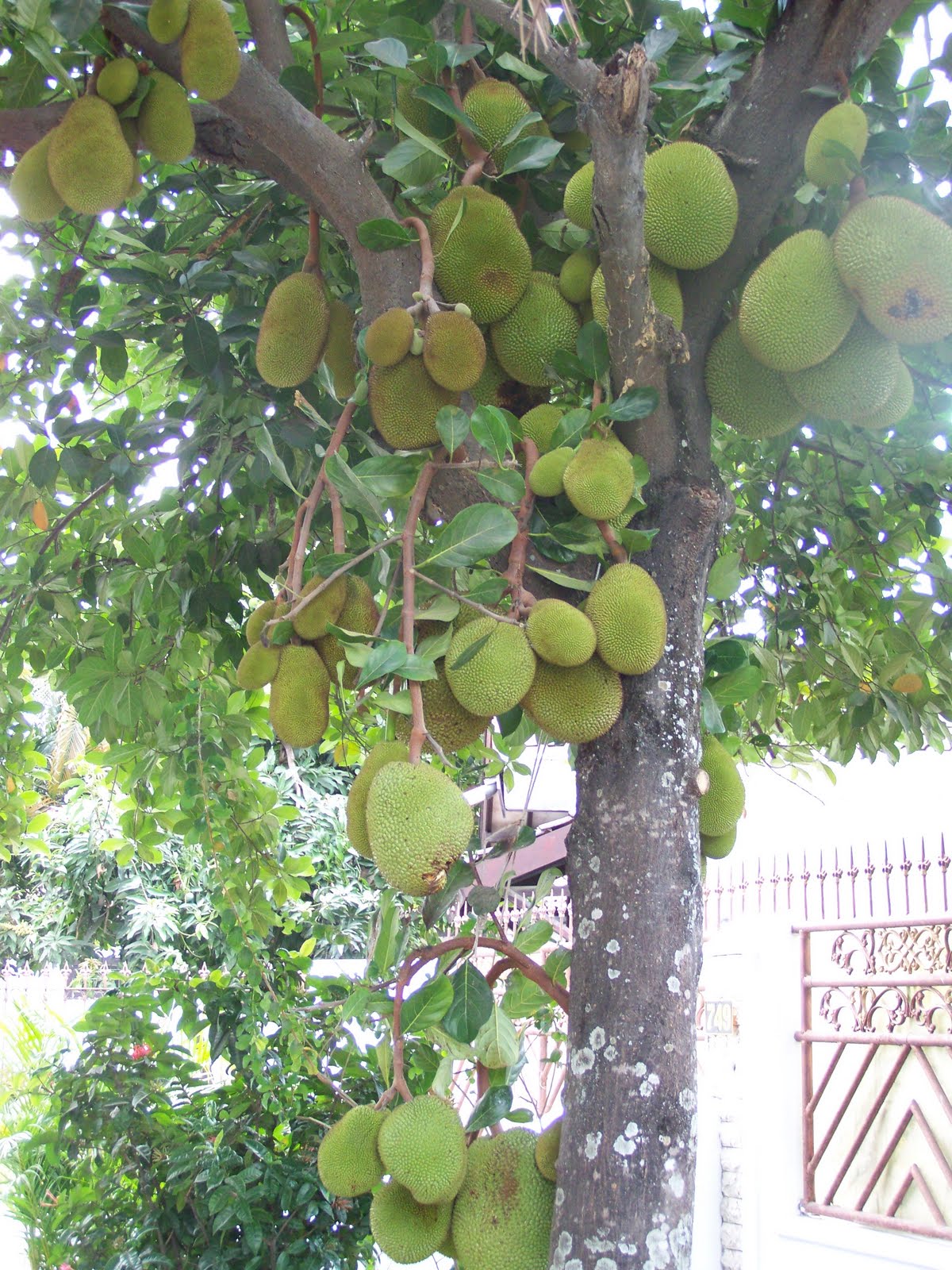 RUANG BERITA com Pohon Nangka  berbuah Lebat