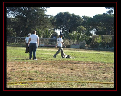 pastor australiano em obediencia de competição