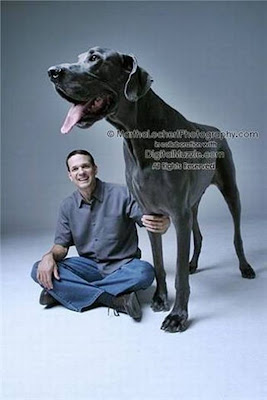 Big Dogs in The World