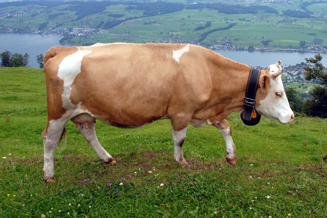 cow,animal,calf,funny cow,gif cow,cattle,mammalia