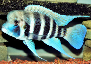 ikan-frontosa-cichlid