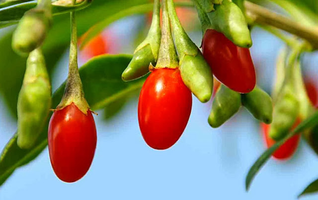 Goji Berry