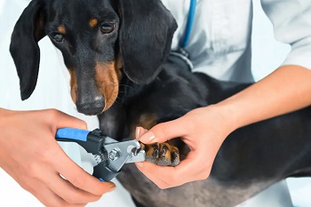 Köpeklerde Tırnak Kesimi Püf Noktaları