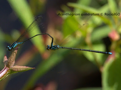 Dos pequeñas libélulas azul cielo con negro, una parada sobre una planta y sosteniendo a la otra con el final de su abdomen.