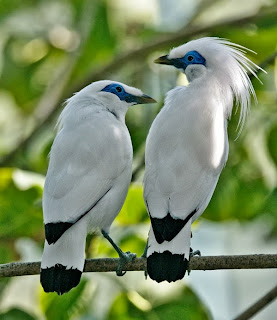 Mengenal Jalak Bali