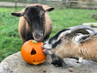 Penny & Jim enjoying their pumpkin