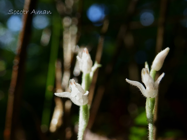 Goodyera schlechtendaliana