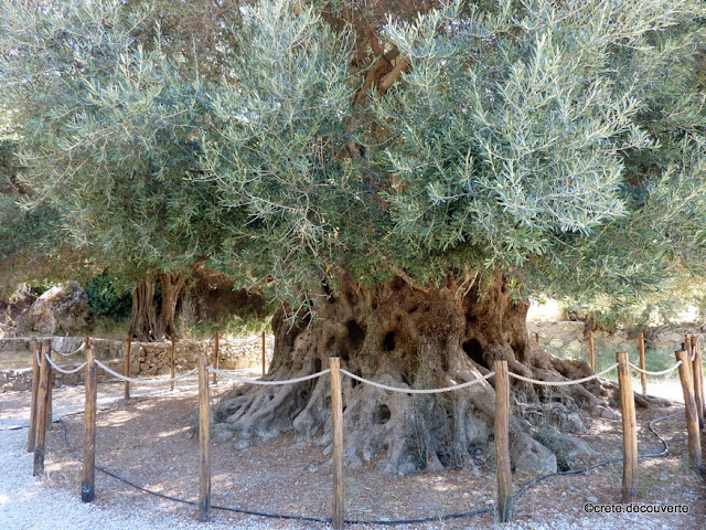 L'olivier remarquable de Kavousi