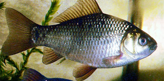 IKAN KARPER KRUSIA