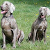 Braco de Weimaraner