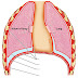 Diagram Of The Lungs And Heart