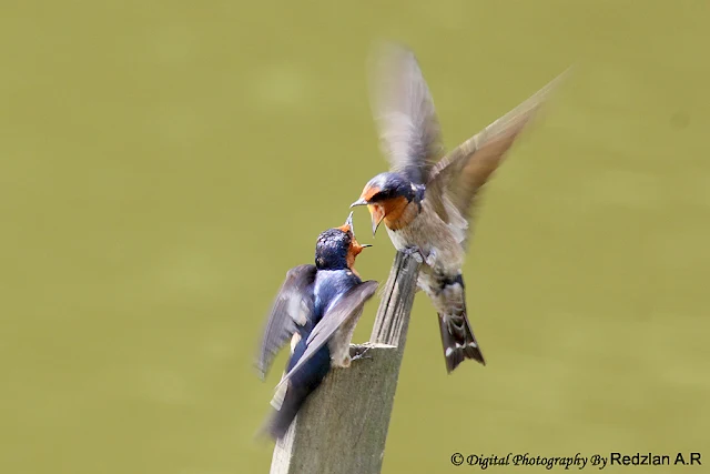 Pacific Swallow feeding