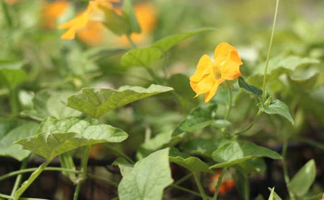 Black-Eyed Susan Vine Flowers Pictures