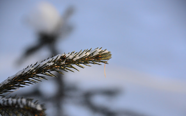 Picea glauca,  White Spruce,  foraging young tips for tea, cohan magazine