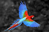 #1 Parakeet Wallpaper