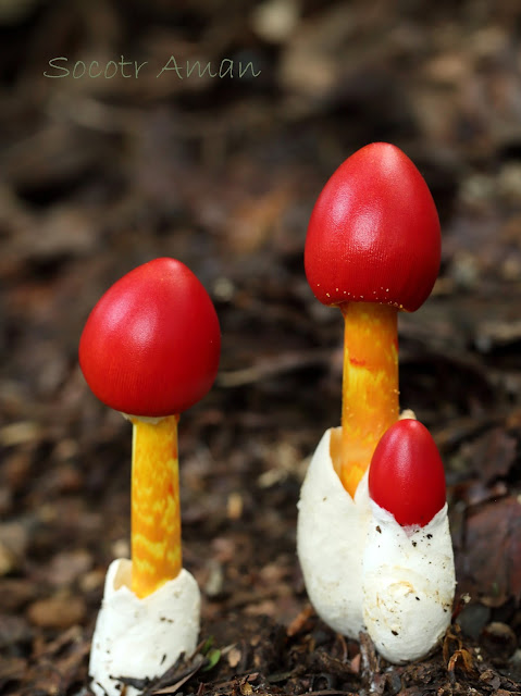 Amanita caesareoides