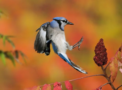 Fascinating High Speed Photographs Seen On  www.coolpicturegallery.net