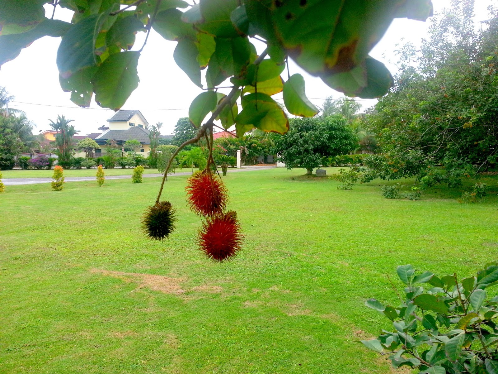 HOMESTAY HR BUKIT RAMBAI MELAKA: Musim Buah Rambutan 