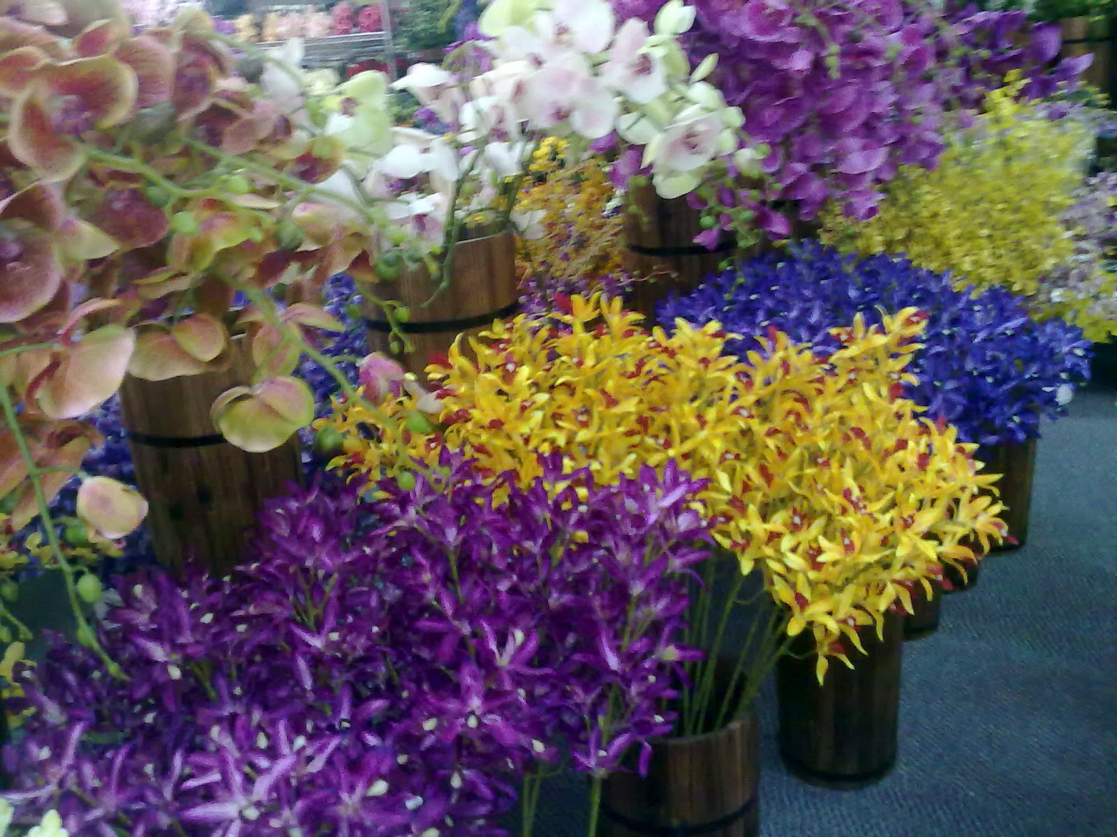 Nani Florist: HIMPUNAN BUNGA-BUNGA ORKID WARNA WARNI