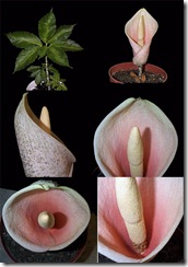 Amorphophallus bulbifer