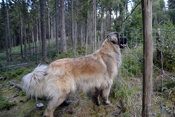 leonberger skautur