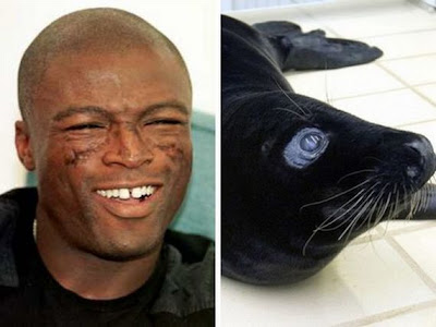 Funny - Similarity Between Celebrities And Animals