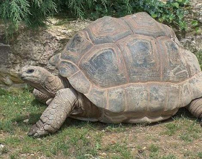 Gambar Kura-Kura Raksasa Aldabra