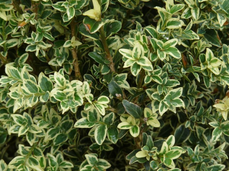 Variegated English Boxwoods Shrubs