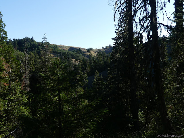 brown grass through the trees