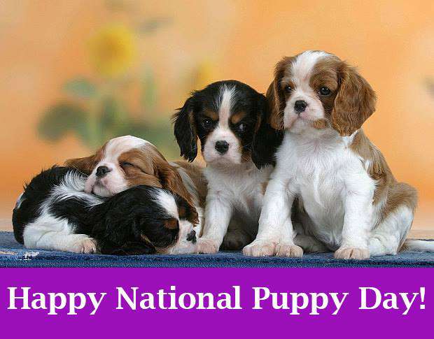 National Puppy Day Wishes Images