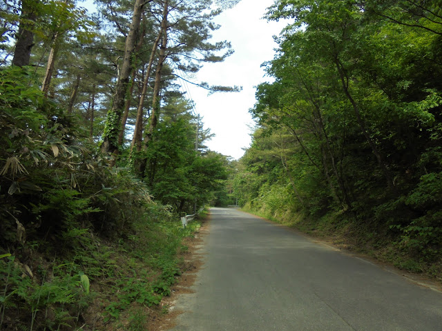 新緑の赤松の森の道を登ります